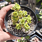 Aichryson bethencourtiatum variegatum - Miniatura 2