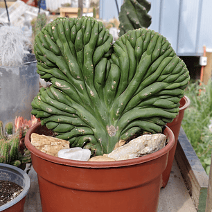 Echinopsis pachanoi Crestado (Cactus Cerebro) (San pedro crestado)