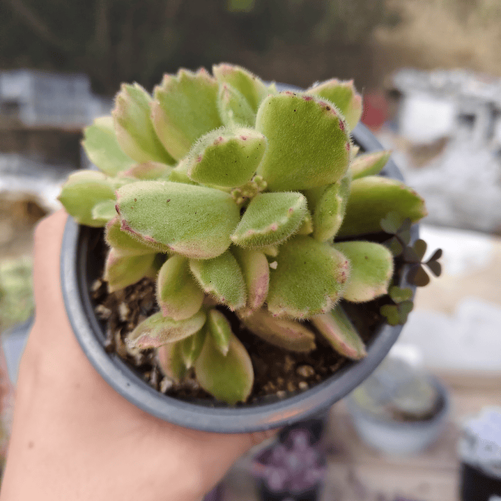Cotyledon Tormentosa Variegada (Garrita de oso variegada) 6