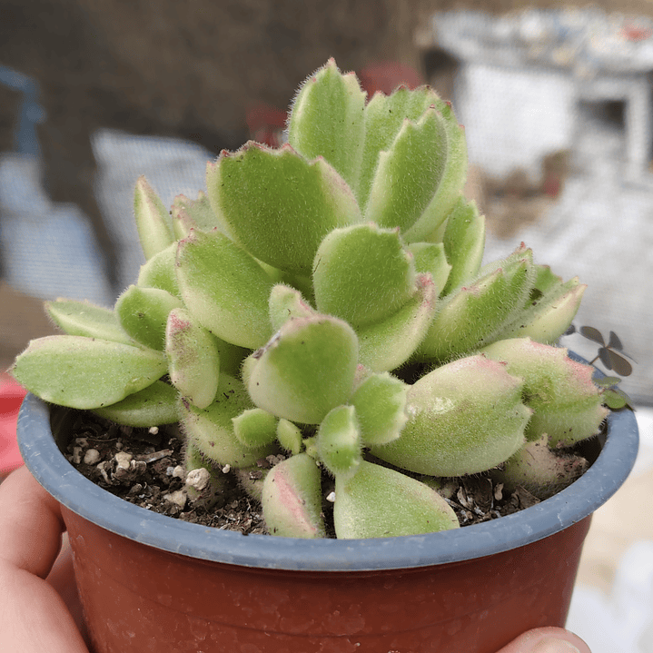 Cotyledon Tormentosa Variegada (Garrita de oso variegada) 7