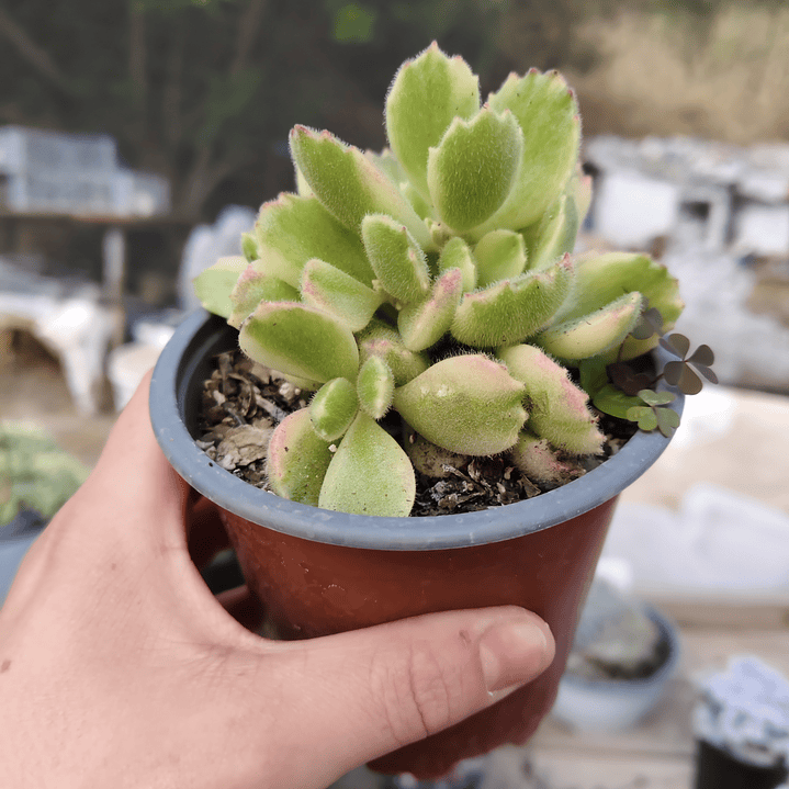 Cotyledon Tormentosa Variegada (Garrita de oso variegada) 5