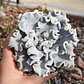 Echeveria Crispate Beauty  - Miniatura 1