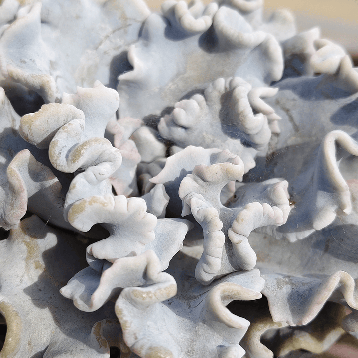 Echeveria Crispate Beauty  2