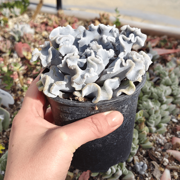 Echeveria Crispate Beauty  3