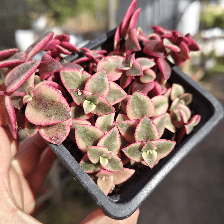 Crassula Pellucida Variegada 1