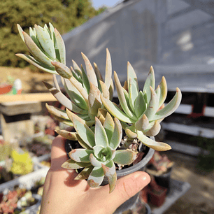 Graptoveria Water Lilly
