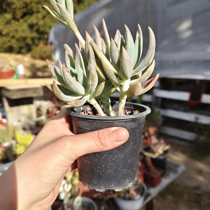 Graptoveria Water Lilly 2