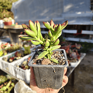 Crassula Rubricaulis