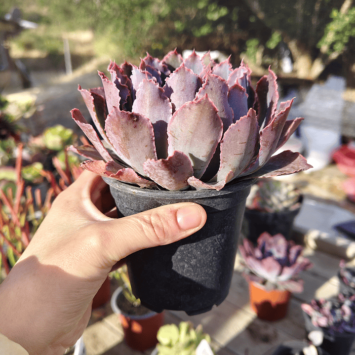 Echeveria Neon Breakers 2