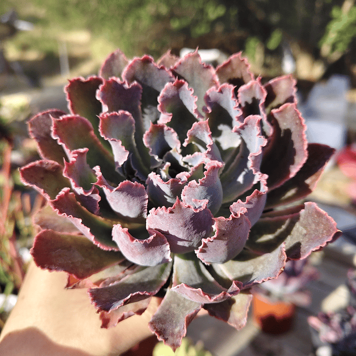 Echeveria Neon Breakers 1