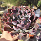 Echeveria Neon Breakers - Miniatura 1