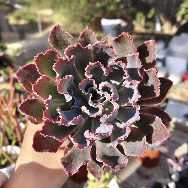 Echeveria Neon Breakers 3