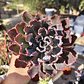 Echeveria Neon Breakers - Miniatura 3