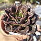 Echeveria Superbowl - Miniatura 1