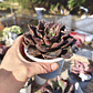 Echeveria Superbowl - Miniatura 2