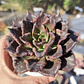 Echeveria Superbowl - Miniatura 3