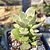 Crassula Money Maker Variegada