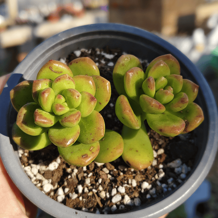 Sedum Lucidum Obesum DOBLE 3