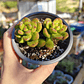 Sedum Lucidum Obesum DOBLE - Miniatura 1