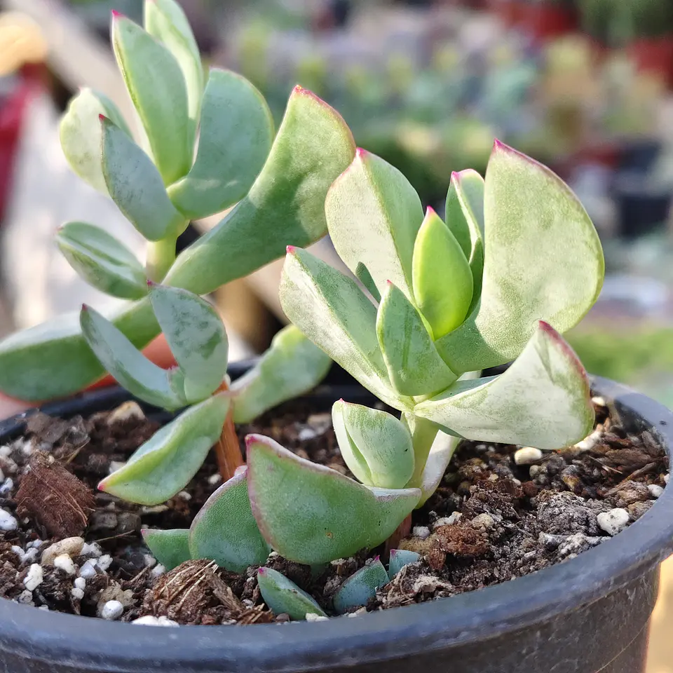 Ruschia Maxima  1