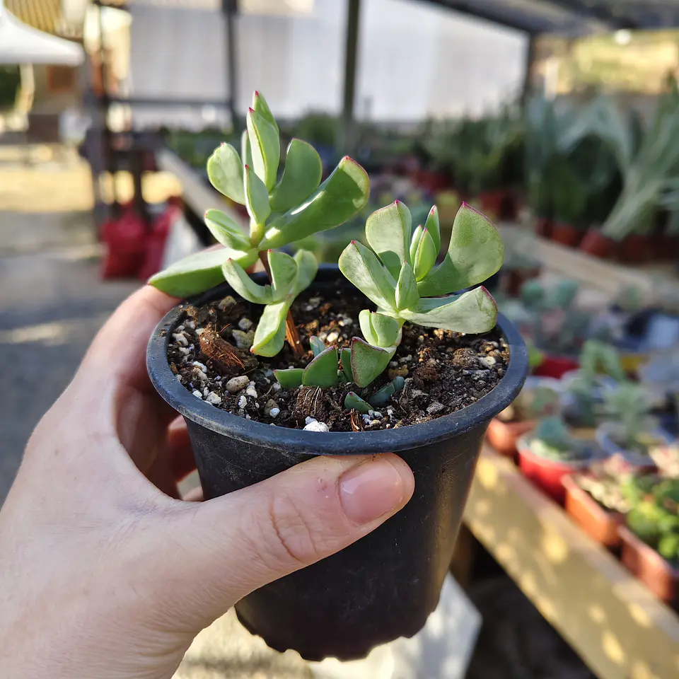 Ruschia Maxima  2