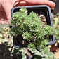 Sedum Multiceps - Miniatura 2