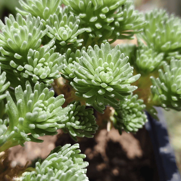Sedum Multiceps 3