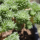 Sedum Multiceps - Miniatura 3