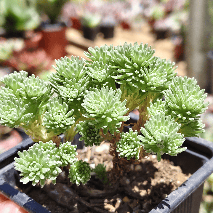 Sedum Multiceps 4