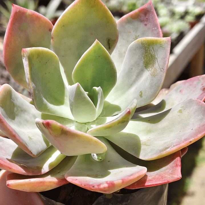 Graptoveria Duglas Huth 2
