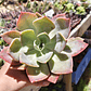 Graptoveria Duglas Huth - Miniatura 4
