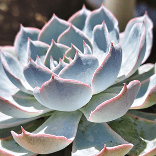 Echeveria Morning Beauty