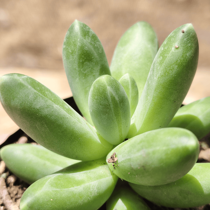Pachyphytum Compactum  2