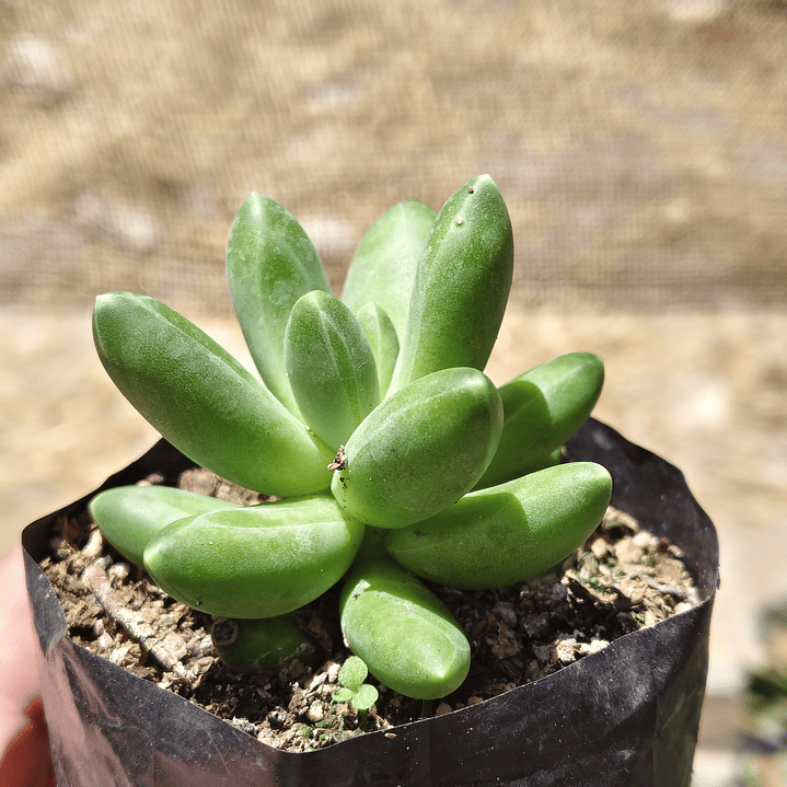 Pachyphytum Compactum  3