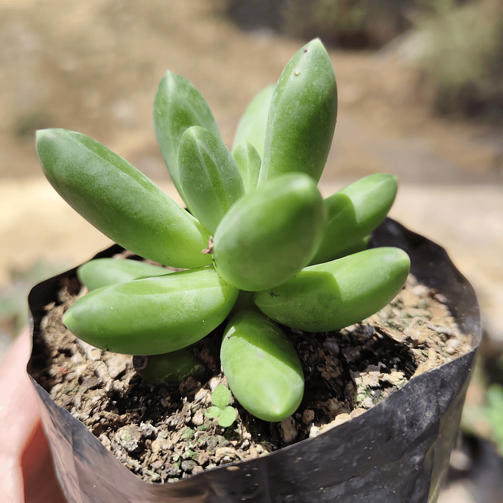 Pachyphytum Compactum  1