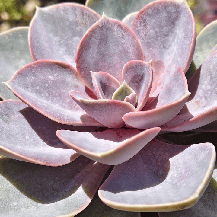 Echeveria Perle Von Nurnberg 2