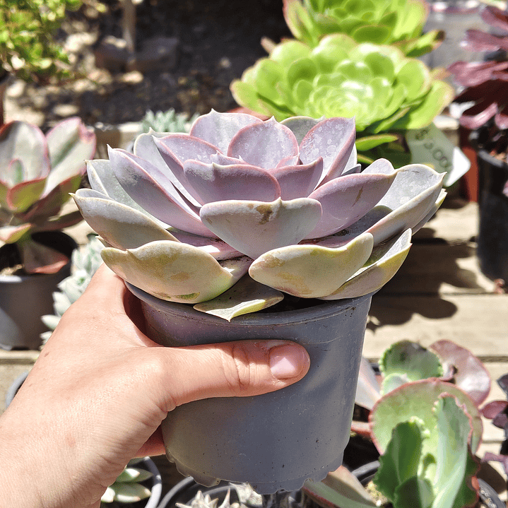 Echeveria Perle Von Nurnberg 3
