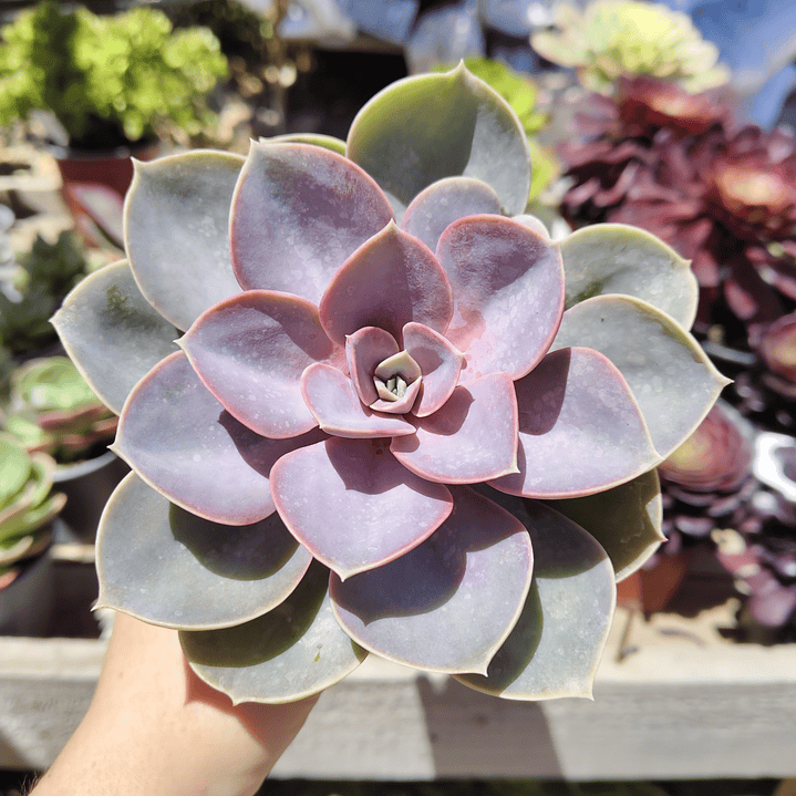 Echeveria Perle Von Nurnberg 1