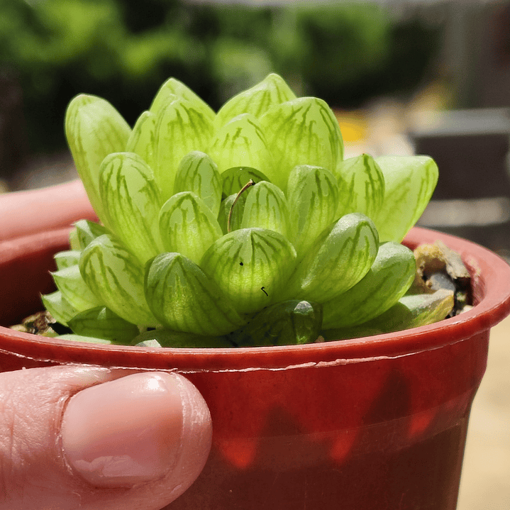 Haworthia Cymbiformis Var. Obtusa 2