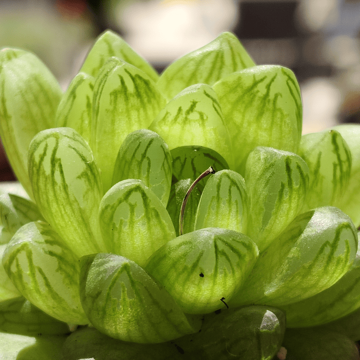 Haworthia Cymbiformis Var. Obtusa 1