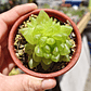 Haworthia Cymbiformis Var. Obtusa - Miniatura 3