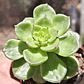 Sedeveria Rolly - Miniatura 1