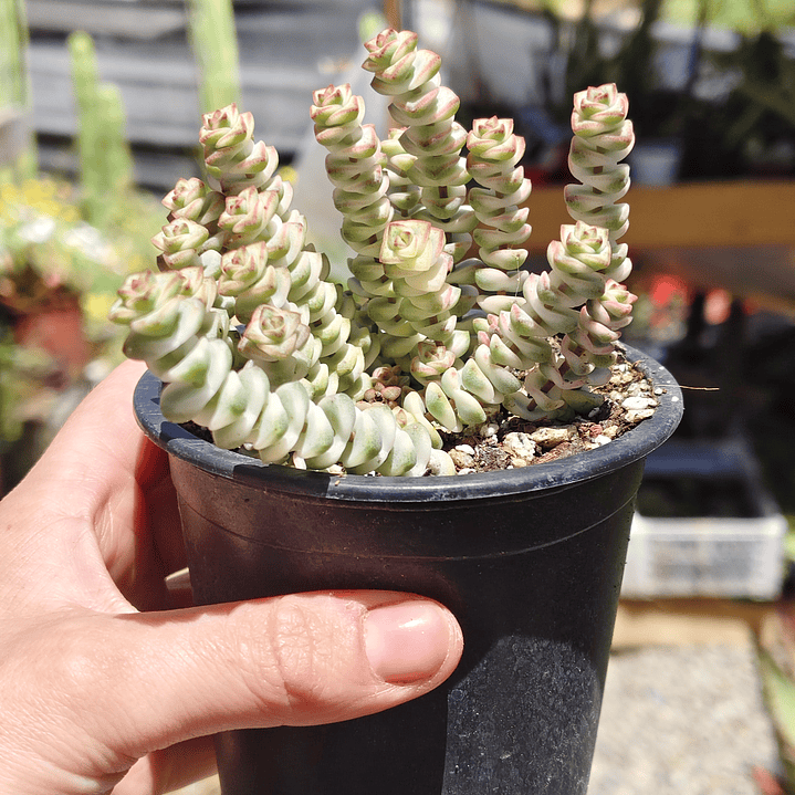 Crassula Baby's Necklace Variegada 2