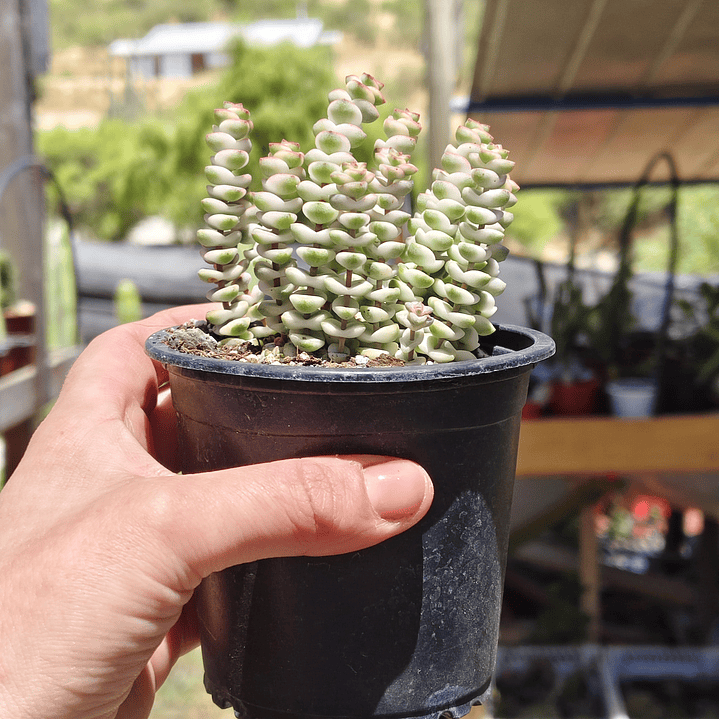 Crassula Baby's Necklace Variegada 4
