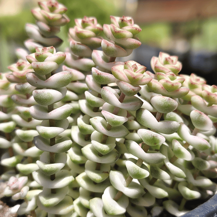 Crassula Baby's Necklace Variegada 1