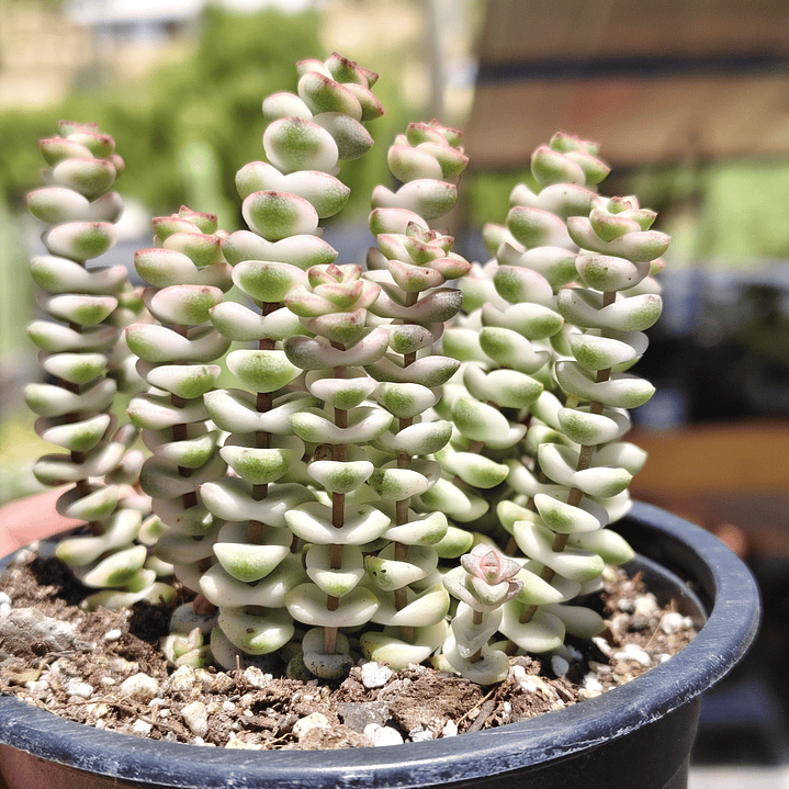 Crassula Baby's Necklace Variegada 3