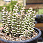 Crassula Baby's Necklace Variegada - Miniatura 3