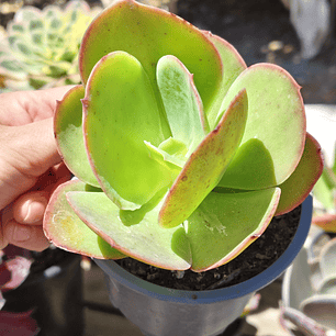 Echeveria Pallida