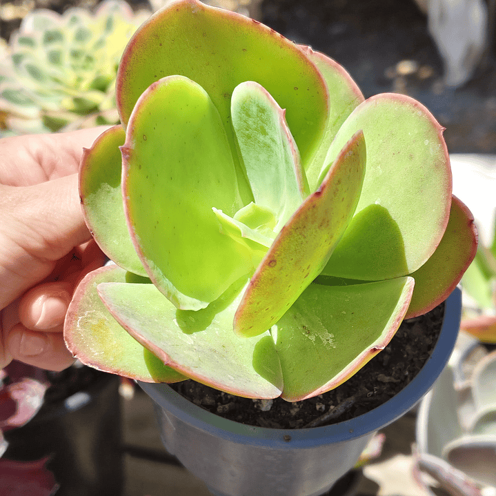 Echeveria Pallida 1