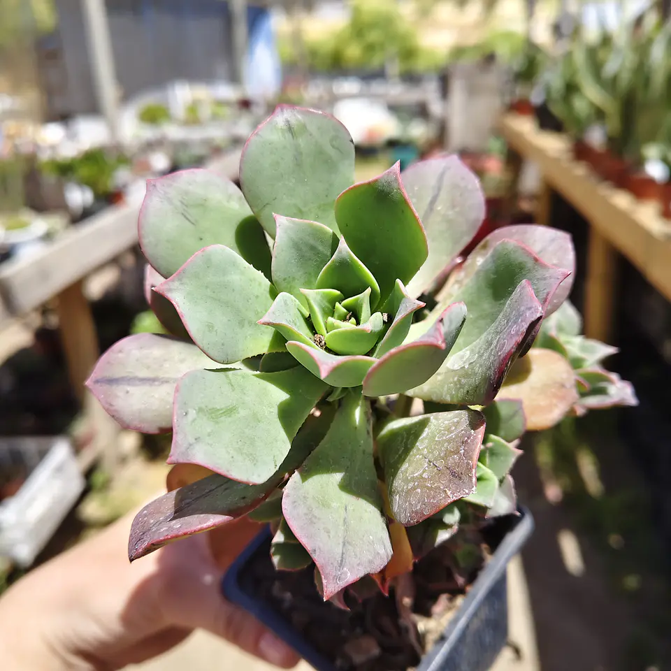 Aeonium Kunkel 1